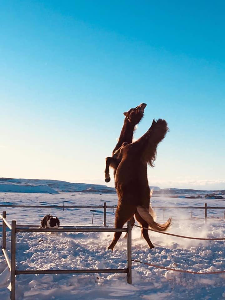 Skalinn Between Gullfoss And Geysir - Myrkholt Farm Haukadalur Zewnętrze zdjęcie